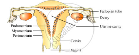 Draw a Labelled Diagram of the Human Female Reproductive System. with