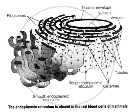 Endoplasmic Reticulum Diagram