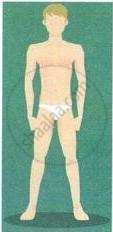 The image displays an educational illustration of a male figure with a slim, lean build representing an ectomorph body type against a green background.