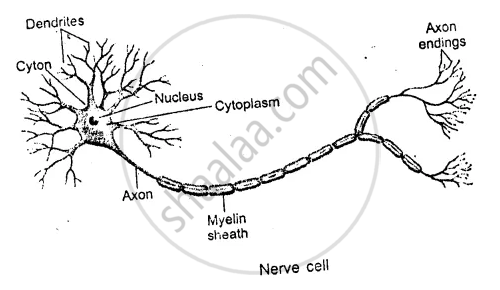 215 Nerve Cells Drawing Stock Photos, High-Res Pictures, and Images - Getty  Images