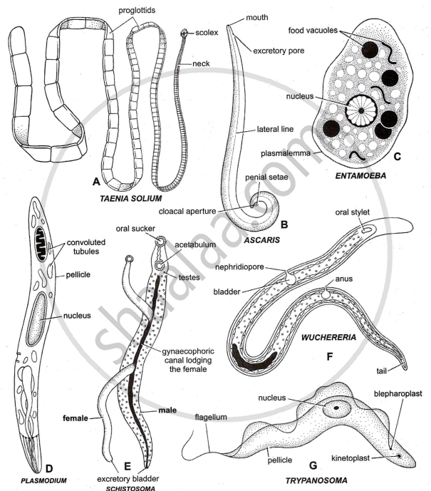 Parasitism In Animals Interspecific Relationships - Negative Interactions > Parasitism ...