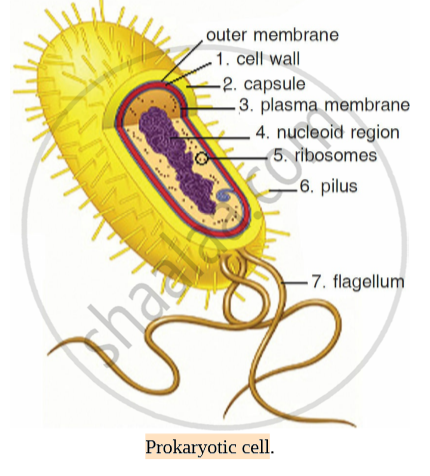 Prokaryotic hi-res stock photography and images - Alamy