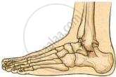 The image displays an anatomical illustration of the bones of the human foot and ankle viewed from the lateral side.