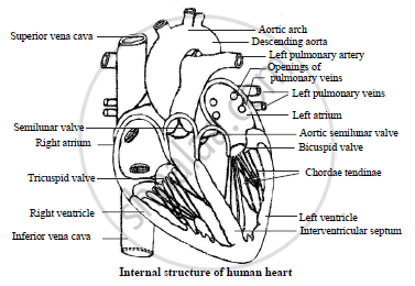 Short  Long type answer type questionsDraw a simple diagrammatic sketch  of the internal structure of human heart Label the different chambers and  the valves