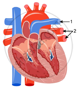 Heart Diagram Class 10 ~ DIAGRAM