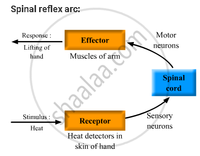 Arc Chart