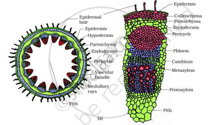 4. Differentiate A. Vascular bundle of monocot and dicot