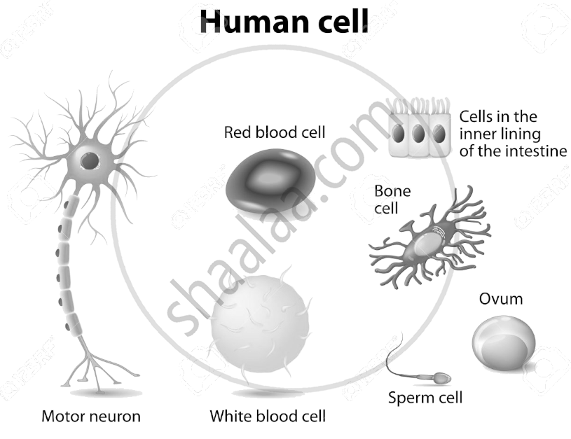 Why Is Cell Known As Structural And Functional Unit Of Life Cl 8 ...