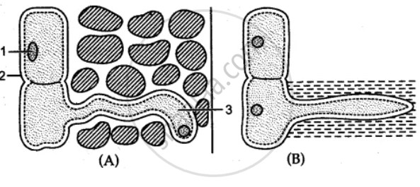 Hairs  Structure Anatomy Functions