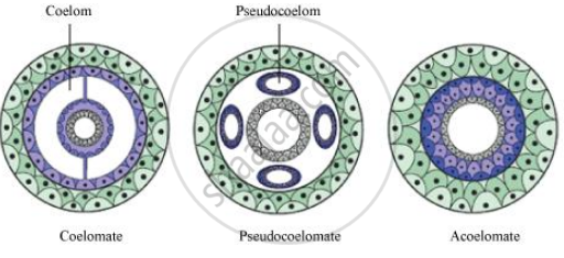 body cavity coelom