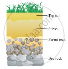 Answer In Your Own Words Explain With The Help Of A Diagram How Soil Is Formed General Science Shaalaa Com