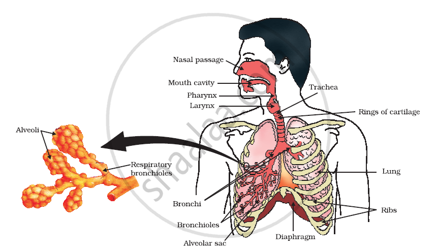 Concept of Respiration | Shaalaa.com