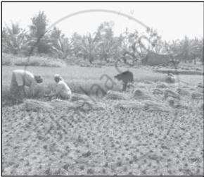 The file depicts a rural agricultural scene with laborers harvesting crops in an open field.