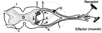 The Diagram Given Below Represents the Spinal Cord of a Mammal, Seen in