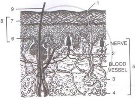 Labelled Pictures Of Human Skin / Human Skin Diagram High Resolution