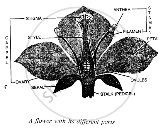 Flower Draw A Neat Labelled Diagram