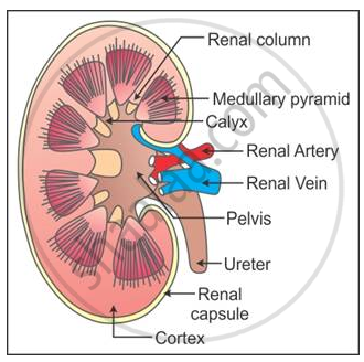 Draw a well labelled diagram of microscopic structure of kidney of human  being  Brainlyin