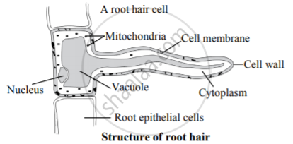 The diagram alongside represents a layer of epidermal cells showing a  fully grown root hairStudy the diagram and answer the questions that  follow a Name the parts labelled A B C and