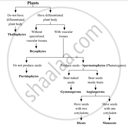 Plant Kingdom Classification Chart