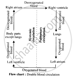 Systemic Blood Flow Chart